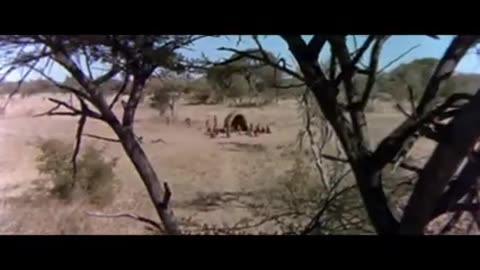 Civilized man scene - The Gods Must Be Crazy 1981