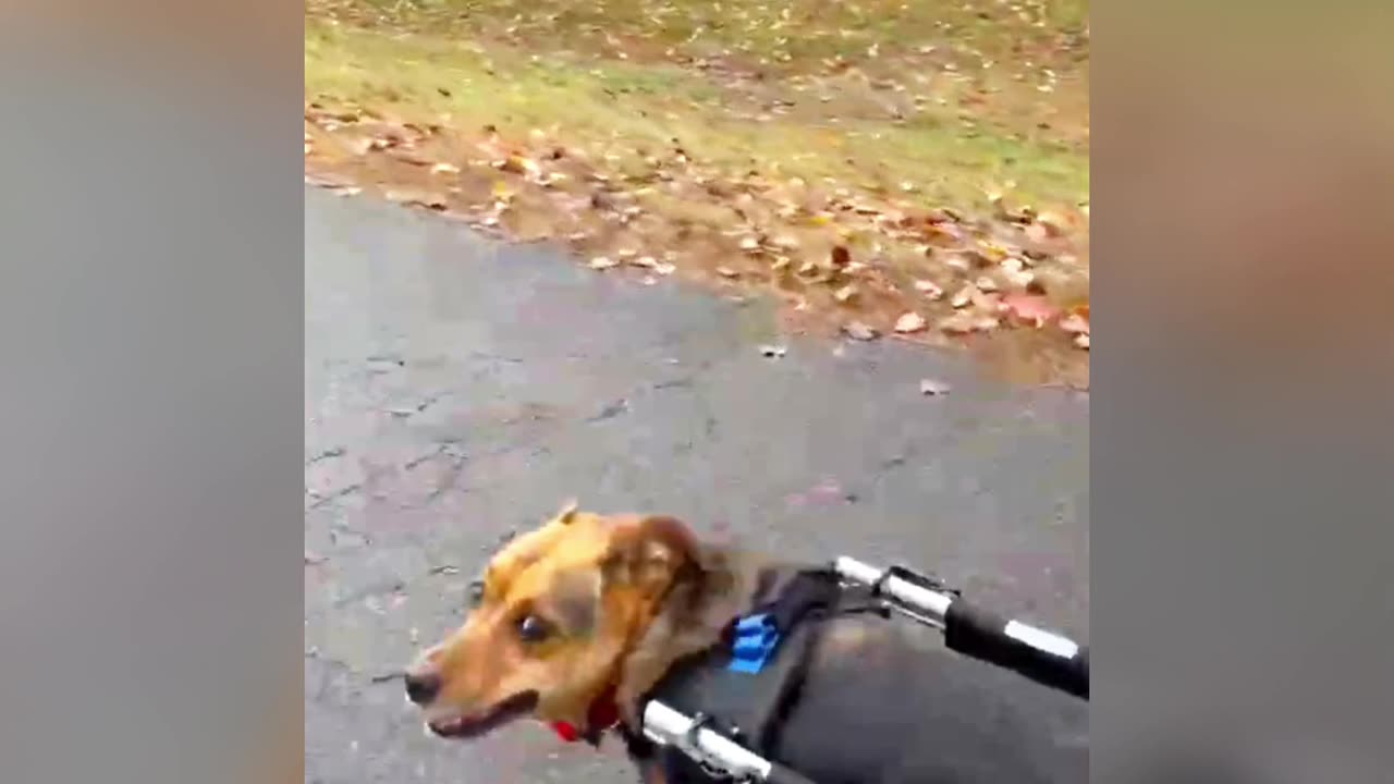 Disabled dog gets a new man made legs.