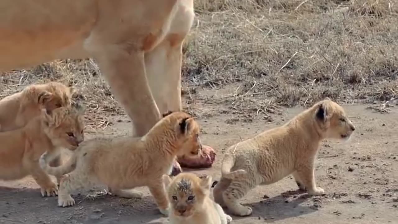 Baby lion play time with mother