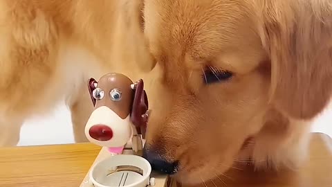 Dog stuff, grab dog stuff #goldenretriever #pets #funny.mp4