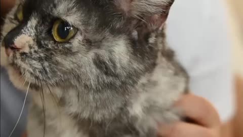 Cute funny cat
