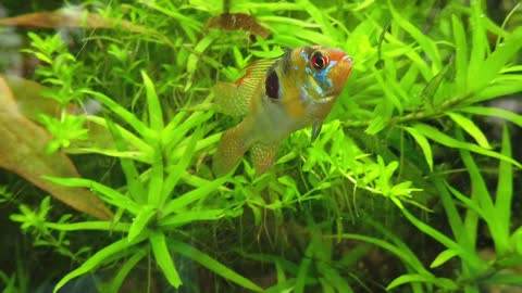 A color fish swimming in an aquarium