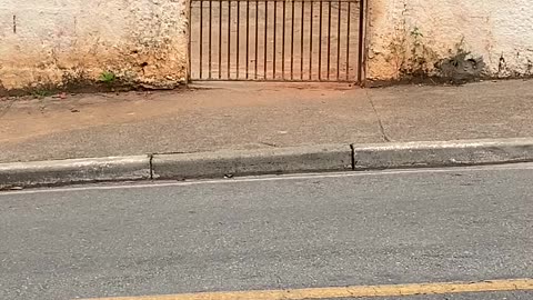 Little Canine Climber Conquers Gate with Ease