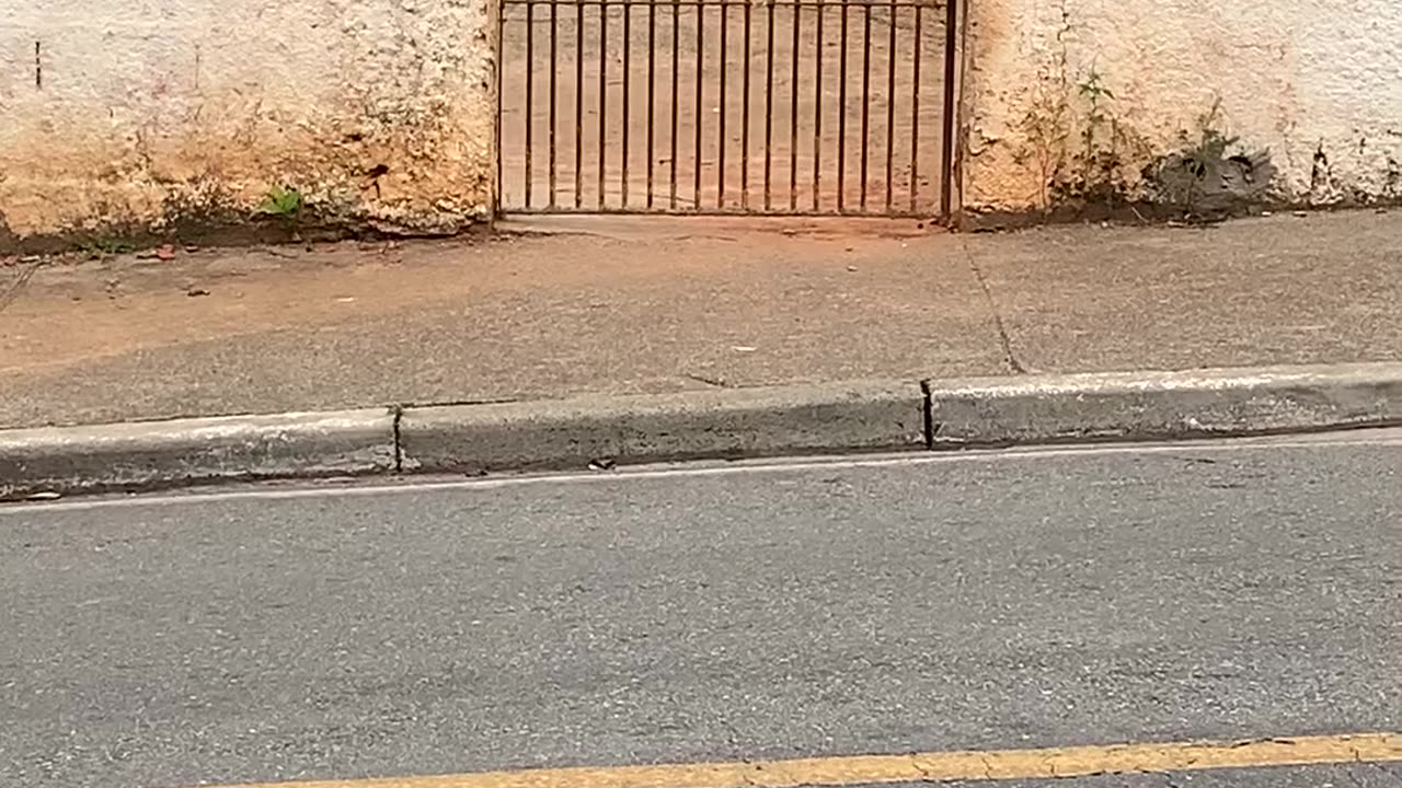 Little Canine Climber Conquers Gate with Ease