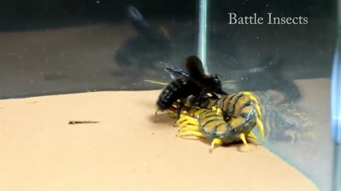 ENRAGED SCOLOPENDRA vs CARPENTER BEE - BRUTAL FIGHT of INSECTS - BATTLE INSECTS