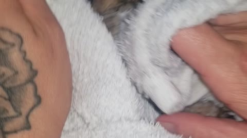 Rescued Kitten