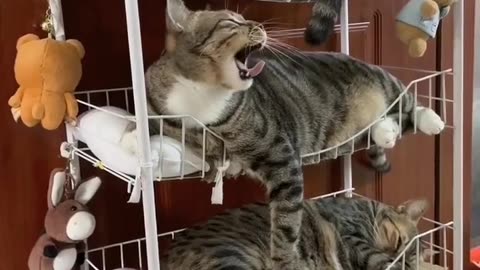cute cats