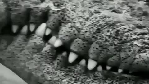 This is a beautiful and charming water-dwelling species