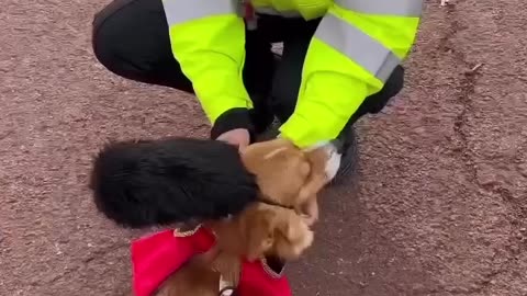 Cute Dog Video!