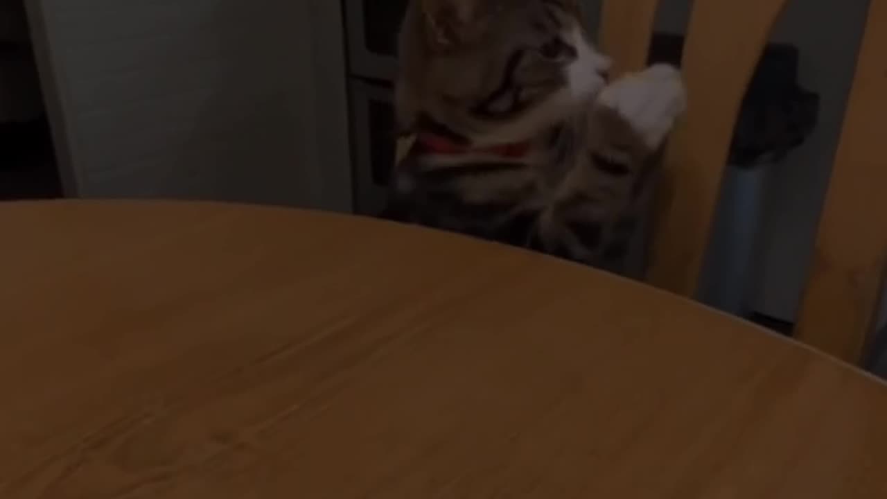 Funny Animals Complication!