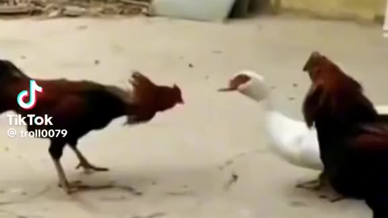 Funny animals (Khmer Dubbed)