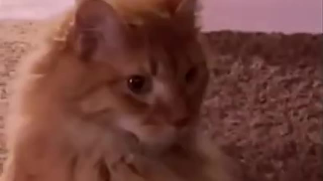 FUNNY ANIMALS | FUNNY CATS | FUNNY DOGS | CUTEST ANIMALS | CUTEST BABY ANIMALS