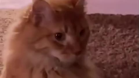 FUNNY ANIMALS | FUNNY CATS | FUNNY DOGS | CUTEST ANIMALS | CUTEST BABY ANIMALS