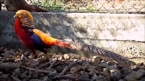 Beautiful Golden Pheasants and Wading Birds
