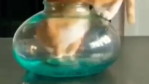 Cute cat