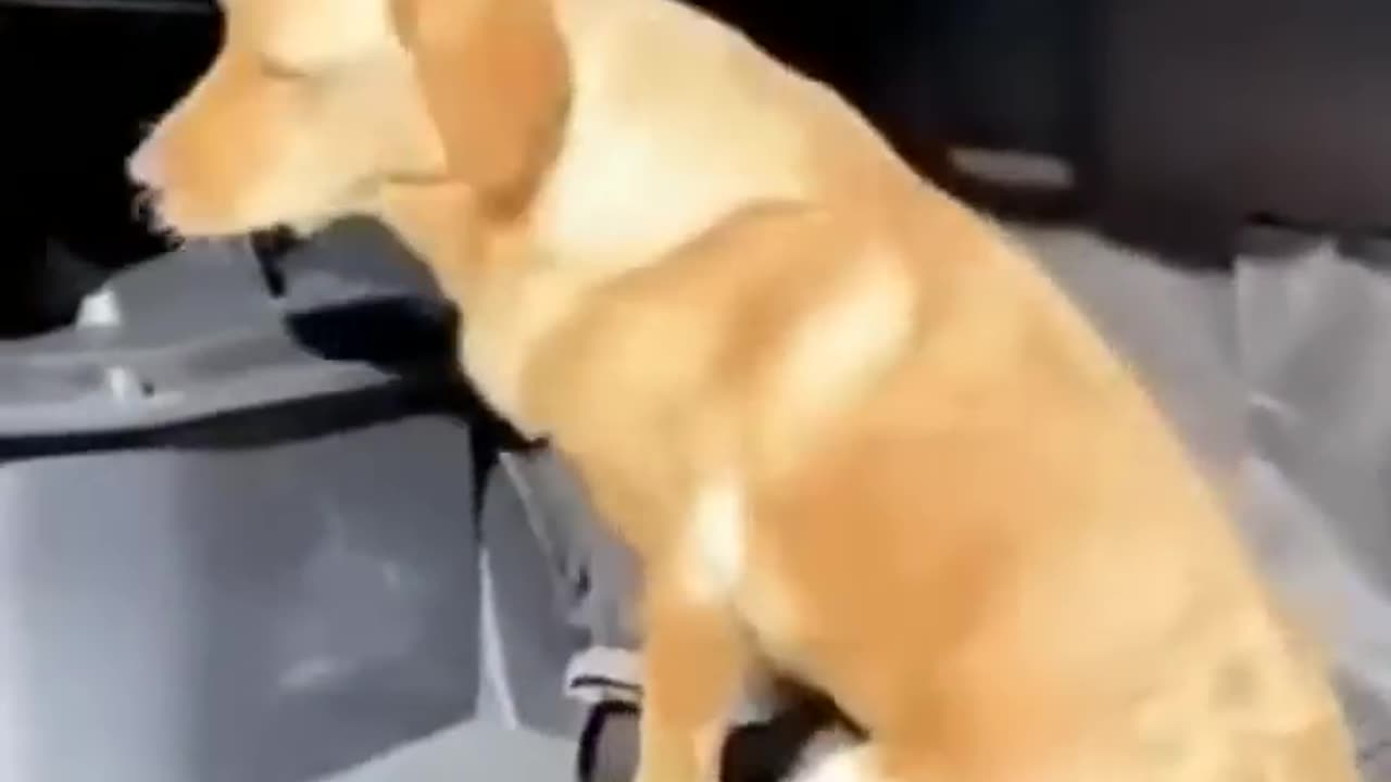 Cute nad funny animal video