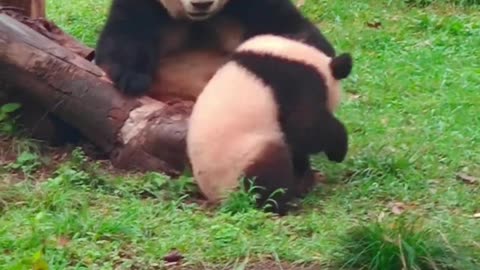 giant panda