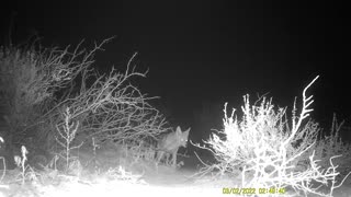 Coyote vs. skunk