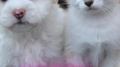 "Puppy Birthday Parties Are The Best! Here's What You Need To Know!"