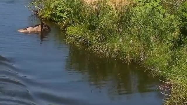 Crocodile & Wildbest