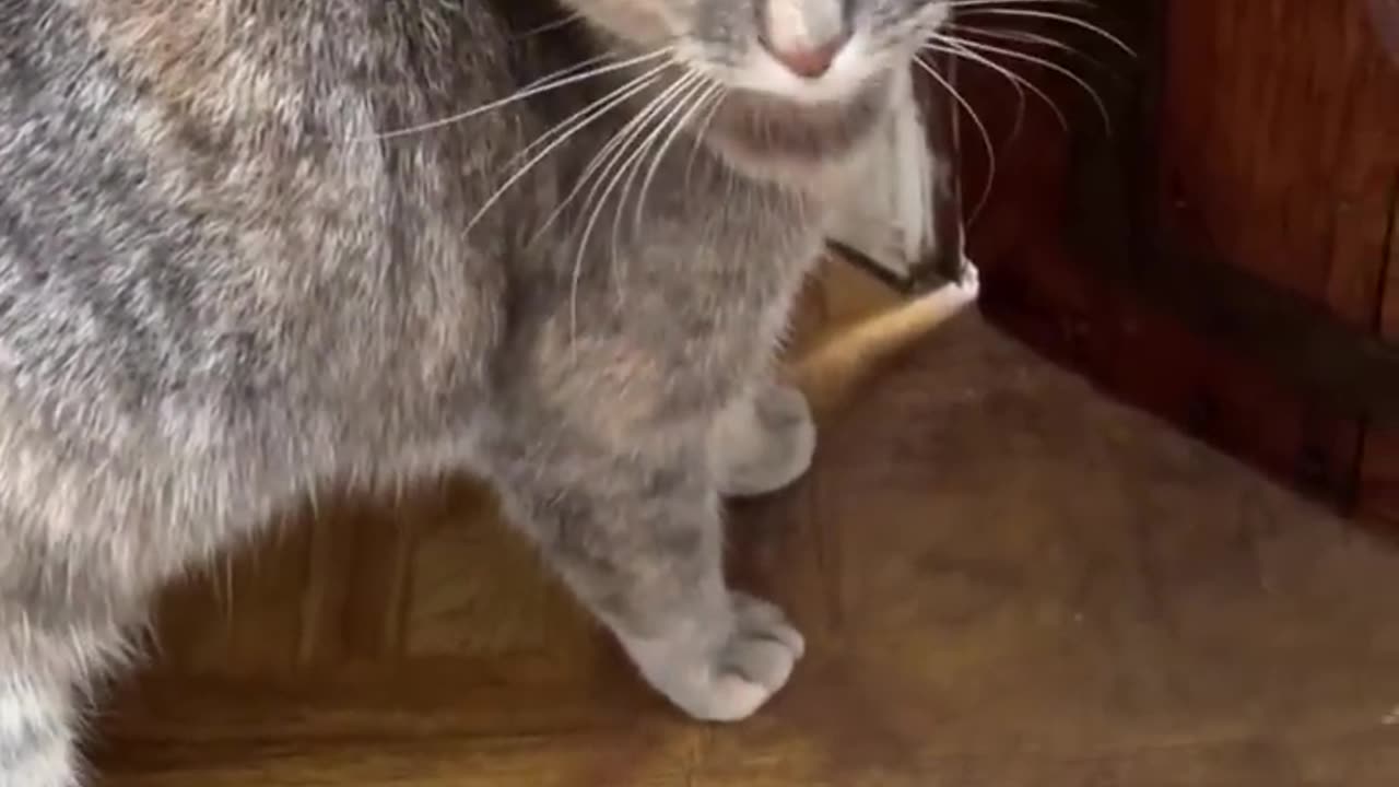 Funny cat- Cat sounds to attract Cat