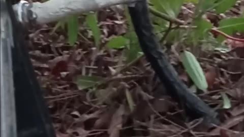 MY KITTIES ARE WELL AND GOOD ,,,