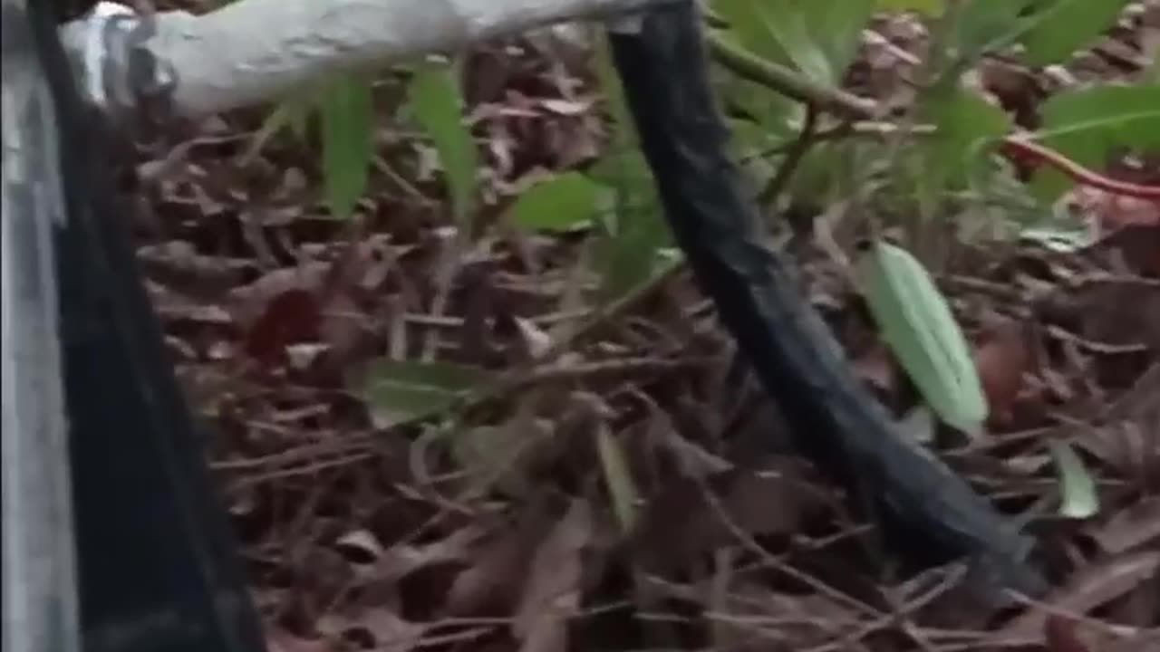 MY KITTIES ARE WELL AND GOOD ,,,