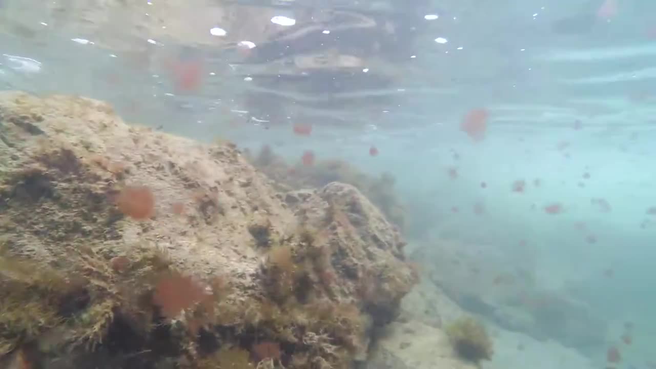 Black sea underwater life at Sinemorets coast