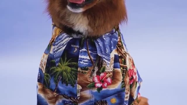 Cute dog wearing sunglass
