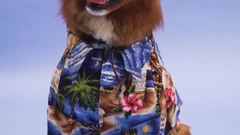 Cute dog wearing sunglass