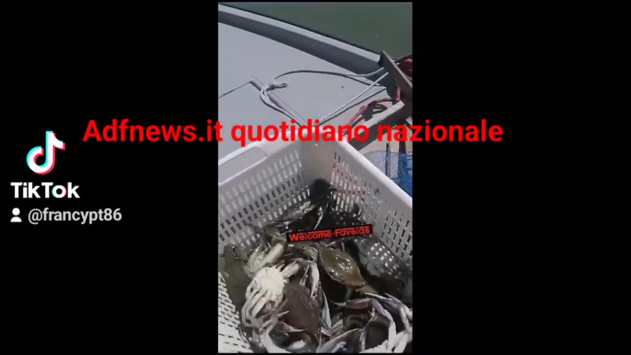 Granchio blu e resilienza