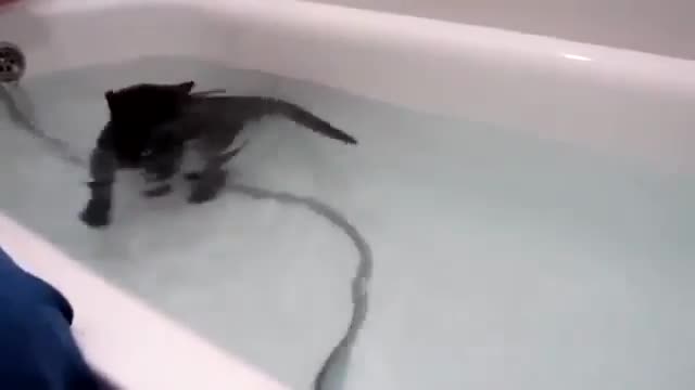 Cats Fighting The Water _ They Hate It And Need It :-) 💪