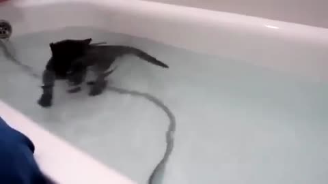 Cats Fighting The Water _ They Hate It And Need It :-) 💪