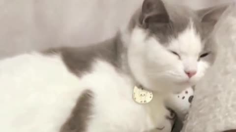 Exclusive treatment of unhappy cats funny videos