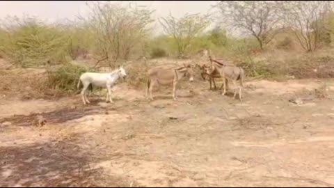 A male donkey with his female donkey friend