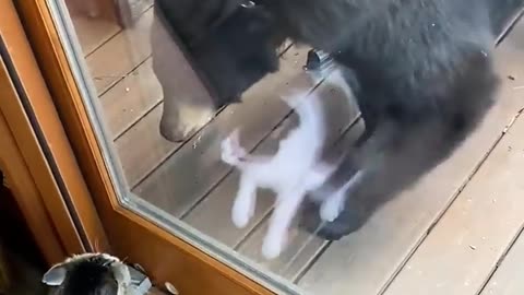 CAT VS BEAR