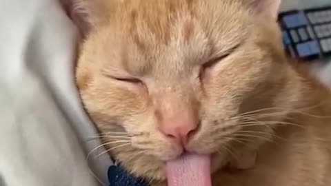 Best Funny Animal reaction videos