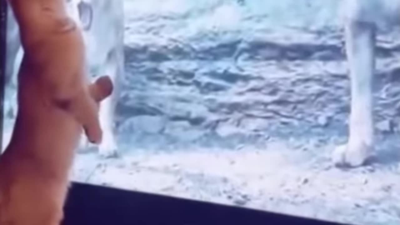 Laugh Out Loud: The Ultimate Comedy Compilation
