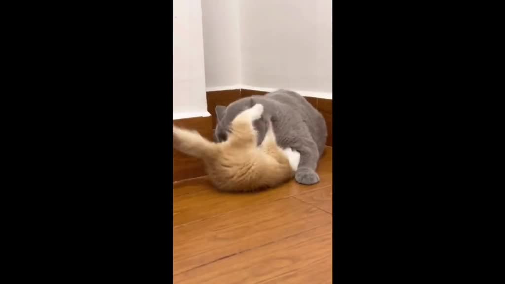 Um gato agitado