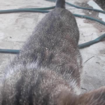 The cat came to say hello