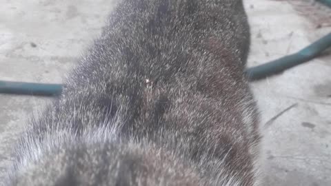 The cat came to say hello