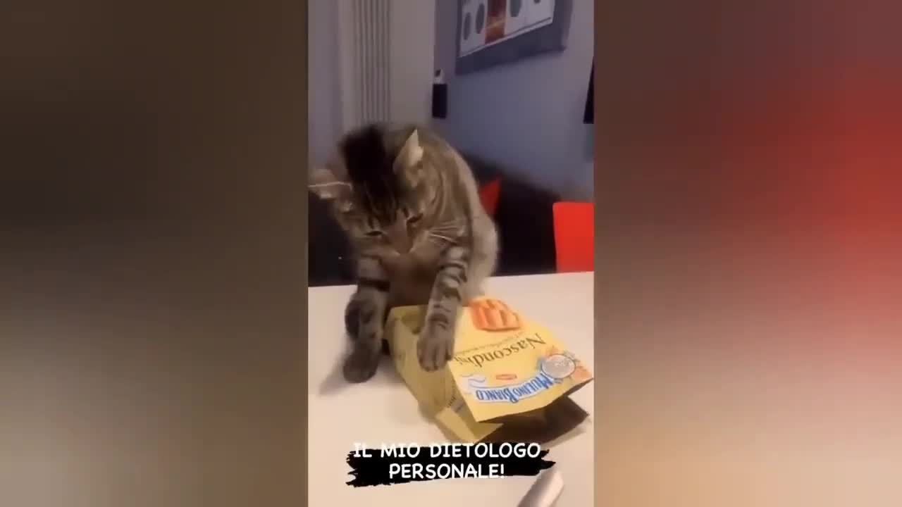 HOUR FUNNY CATS COMPILATION 2022😂_ Funny and Cute Cat Videos😸 ! - 123