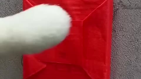 Taking relaxing ASMR to the next level -- catsoftiktok(1080P 60FPS) _thatlittlepuff