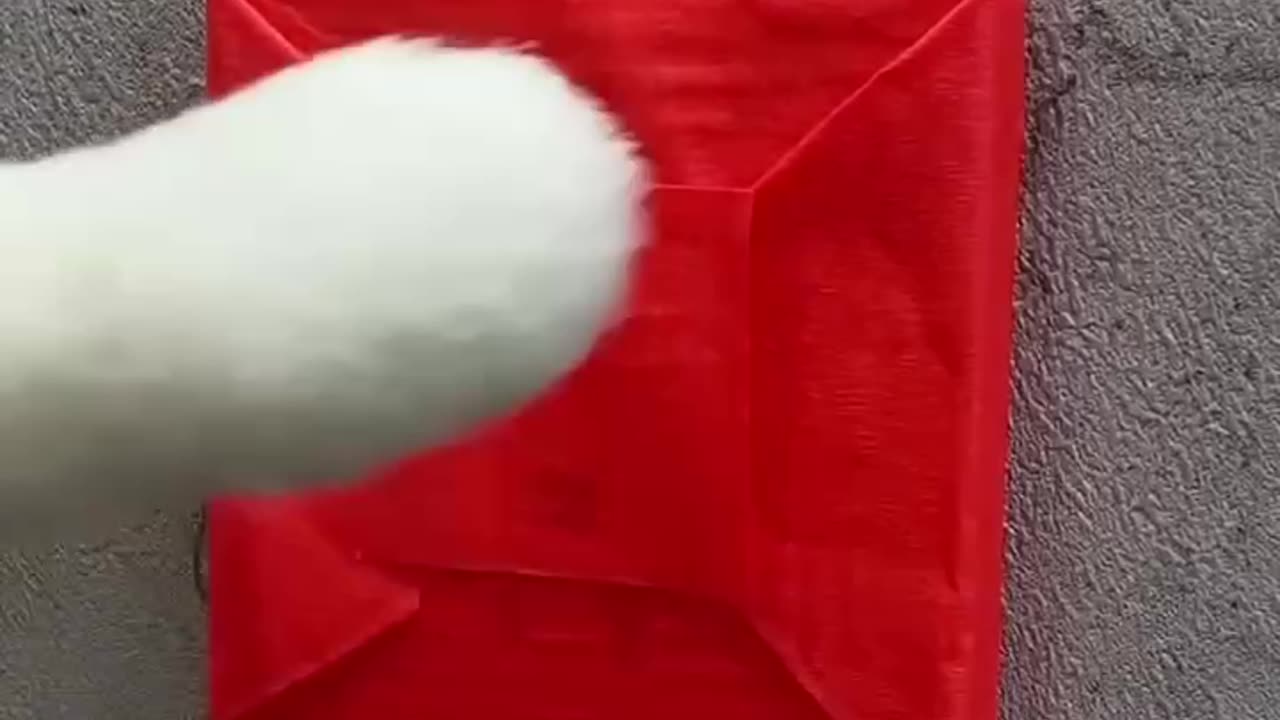 Taking relaxing ASMR to the next level -- catsoftiktok(1080P 60FPS) _thatlittlepuff