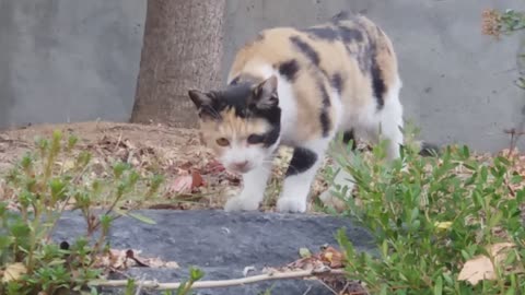 The three-colored cat comes closer