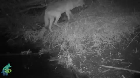 Fox hunting fish😳