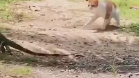 Funny cat