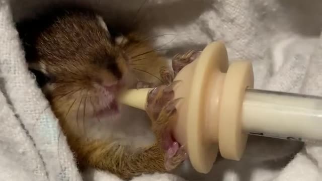 Baby Chipmunk Eating Breakfast