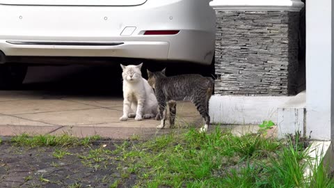 100 Cat Videos - Cats Funny Videos