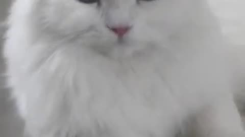 Beautiful white cat 🐱